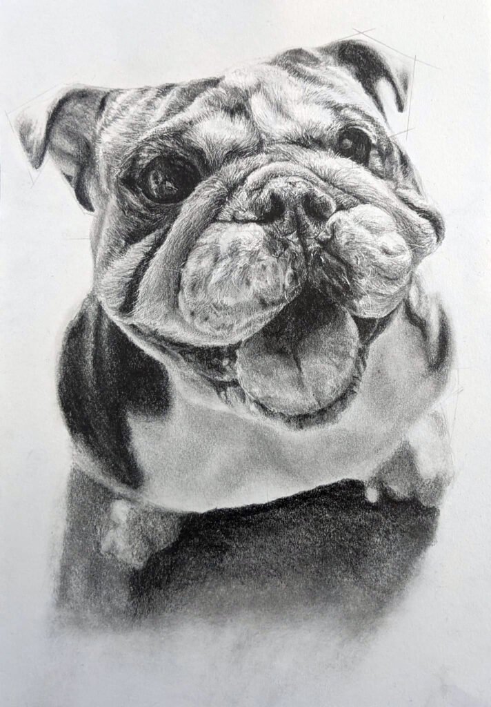 Graphite drawing of an English Bulldog