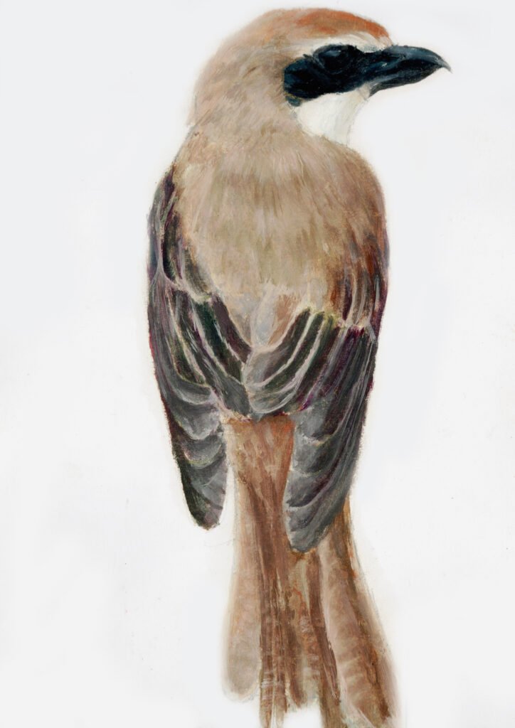 Oil Shrike