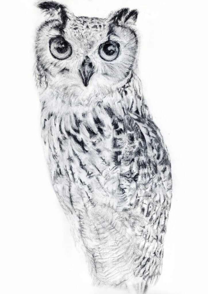 Graphite Owl