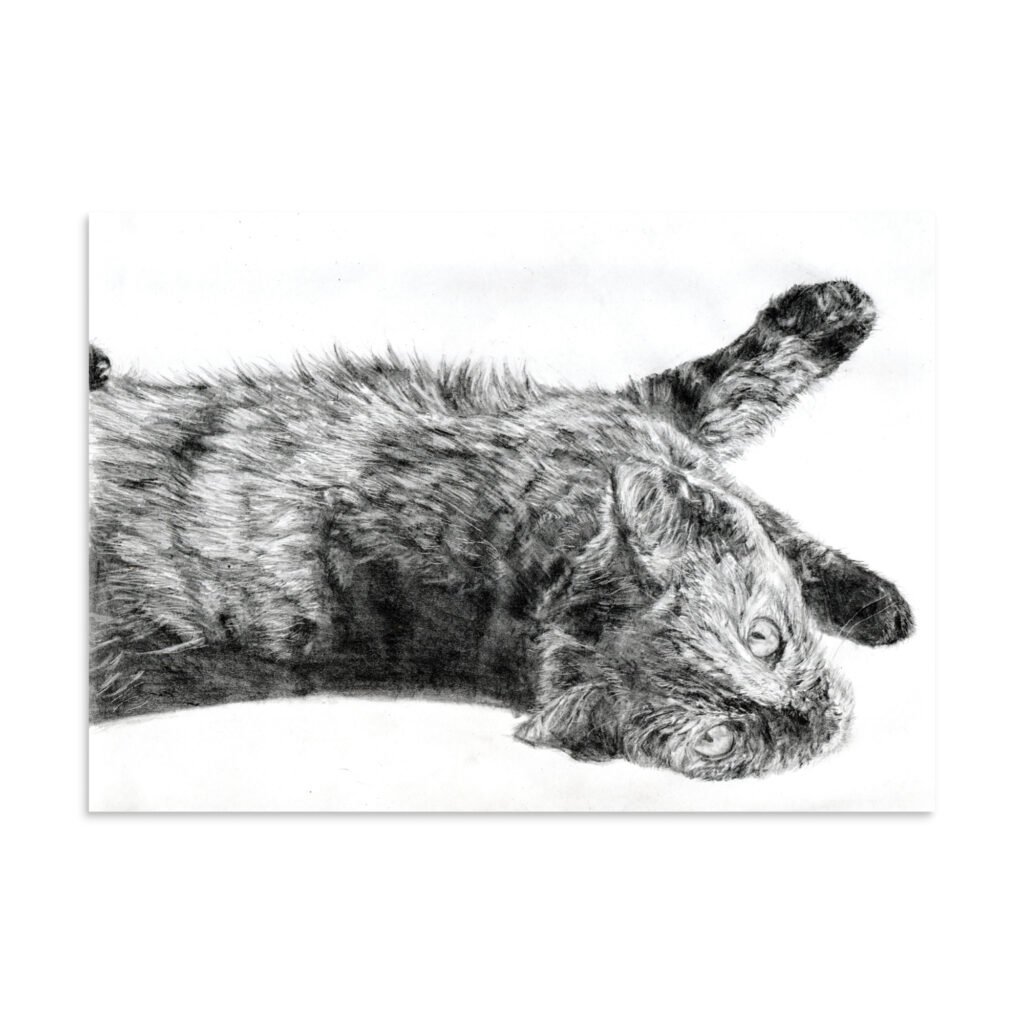 Graphite Resting Cat Poster (in)