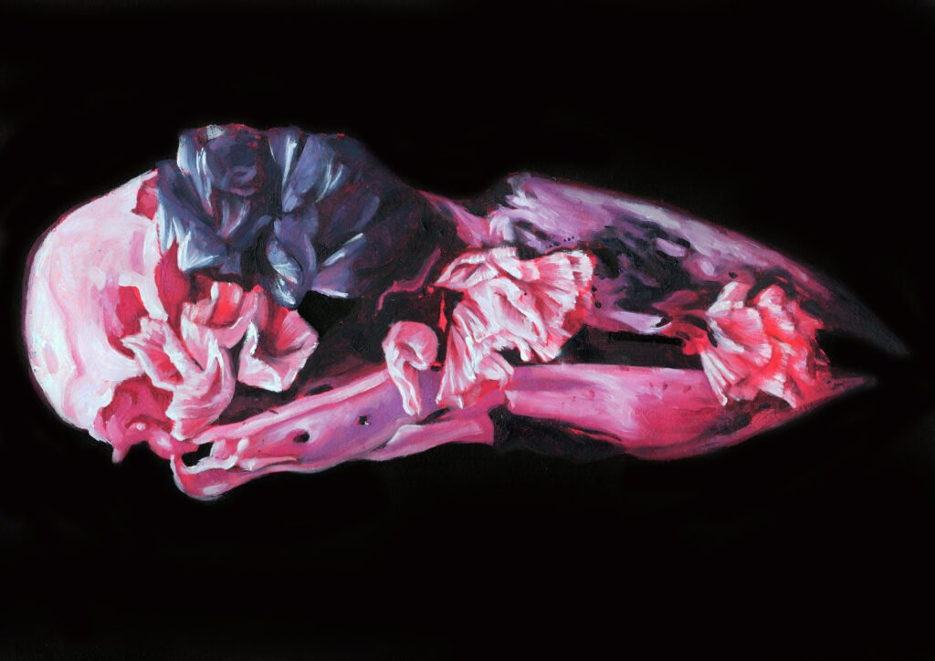 Bird skull-1