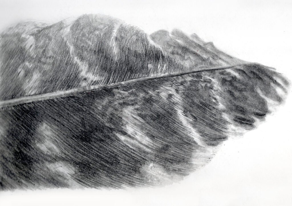 Feather pencil