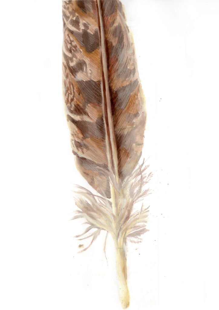 Bird feather