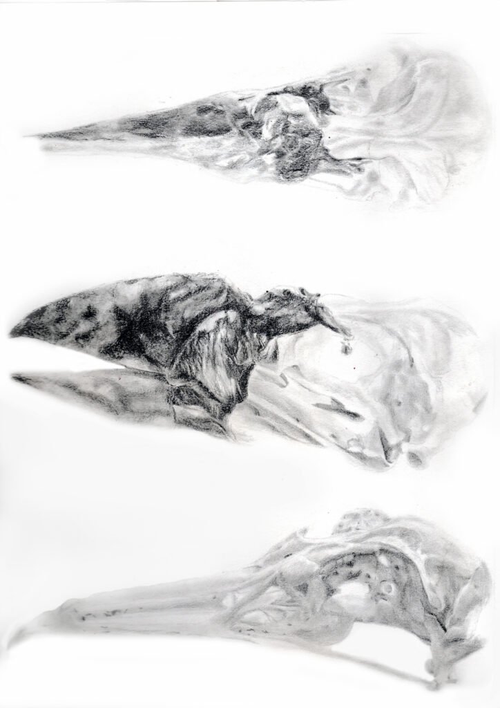 Skull pencil-1