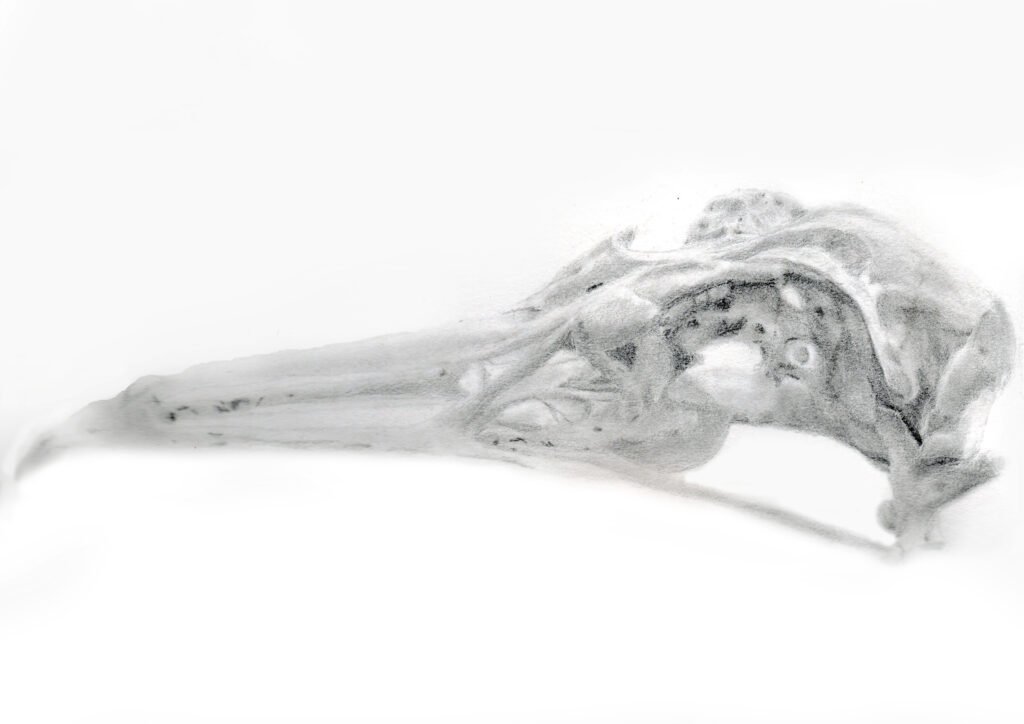 Skull pencil-5