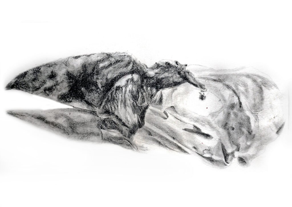 Skull pencil-6