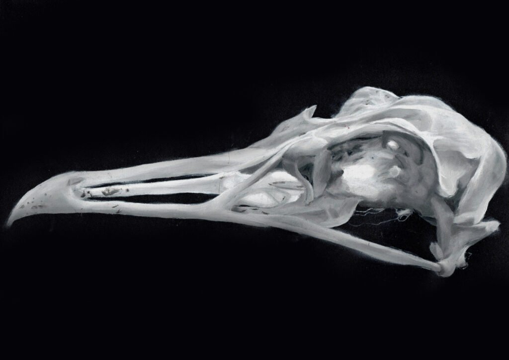 Bird skull