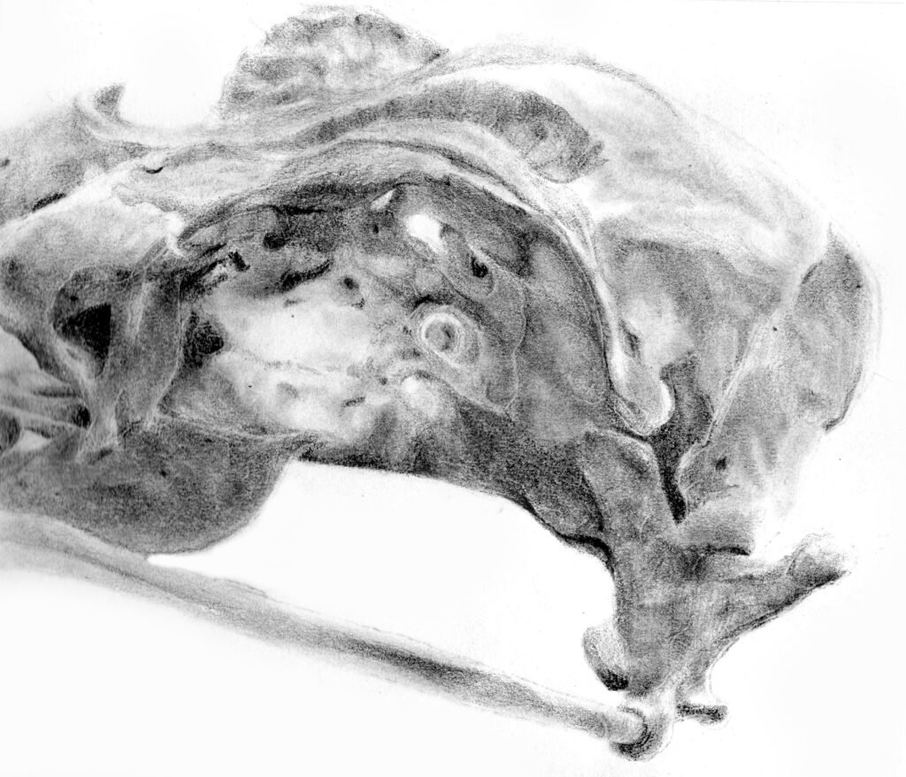 Skull pencil-3